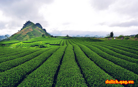 Cao nguyên Mộc Châu đặc biệt với những món quà đặc sản